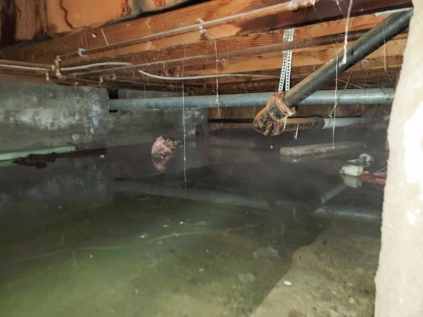Best Carpet water damage restoration  in Lake Holm, WA